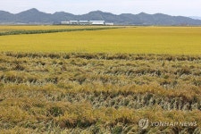 벼멸구 피해 본 벼