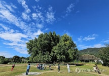 이제야 가을 노랗게 물드는 반계리 은행나무