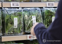 가격 급등 시금치 할인 행사 시작한 대형마트