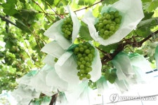 샤인머스캣, 거봉보다 싸졌다…3년 만에 몸값 반토막