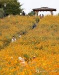 올림픽공원 들꽃마루 코스모스