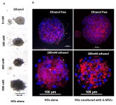 농진청, 돼지 간세포로 알코올성 지방간 손상 모형 구축