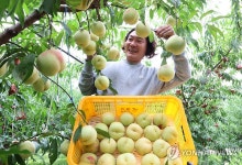 겨울복숭아 설도 첫 수확