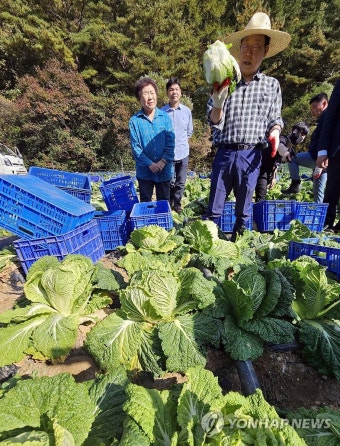 배추 작황 살펴보는 이재명 대표