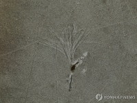 18세기 요새 수면 위로…가뭄 아마존서 뜻밖의 발견