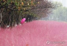 가을비와 핑크뮬리