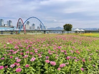대전 3대 하천에 12만㎡ 규모 꽃단지 조성