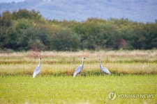 반가워 겨울 진객 철원군, 제2회 DMZ 두루미 생태 마당 개최