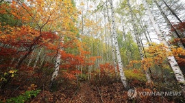 자작나무숲에 찾아온 가을