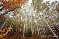 순백의 자작나무와 단풍의 조화