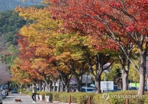 단풍으로 물든 금정체육공원 주차장 가로수