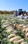 입동 앞둔 무 수확에 분주한 농민들