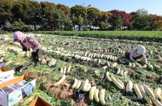입동 앞둔 무 수확에 분주한 농민들