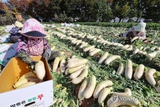 입동 앞둔 무 수확에 분주한 농민들