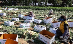 입동 앞둔 무 수확에 분주한 농민들