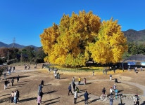 노랗게 물든 반계리 은행나무