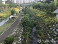 세종시 방축천 유입 오수로 악취·부유물 생겨…오염원 제거