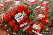 대형마트 딸기시즌 돌입…작년보다 올랐다