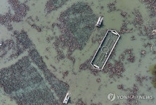 광주 양산호수 메운 수초