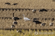 희귀 철새 흰기러기 철새 천국 순천만서 첫 포착