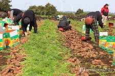 제주는 당근 수확의 계절