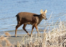 남대천 고라니의 여유