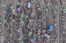 제주 감자 수확
