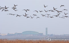 무안공항 인근 지나는 철새들