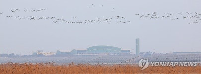 무안공항 인근 지나는 철새들