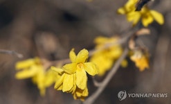 개나리 조금 일찍 왔어요