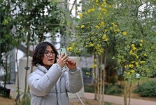 [픽! 세종] 세종수목원 사계절전시온실에 아카시아꽃 활짝