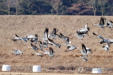 3년째 의령 정곡면 찾은 재두루미 떼