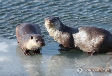 꽁꽁 언 얼음 위 수달