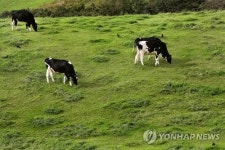 평창군, 소화 잘되는 A2 우유로 낙농업 경쟁력 높인다