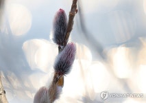 포근한 대한, 봄 마중 나온 버들강아지