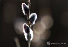 포근한 대한, 봄 마중 나온 버들강아지