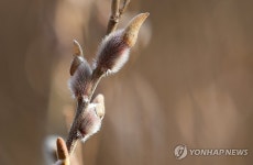 솜옷 입고, 모자 쓰고…대한에 꽃망울 터트린 버들강아지