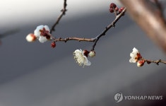 매화 활짝 핀 겨울…강릉시 홍제동