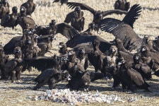 DMZ 독수리 먹이주기 행사