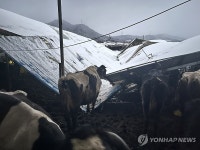 폭설에 당진·청양·논산서 축사·돈사 파손(종합)