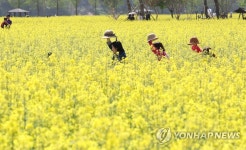 올해 20주년 노란 봄 물결 창녕낙동강유채축제 4월 10일 개막