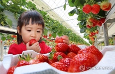 달콤한 딸기 수확