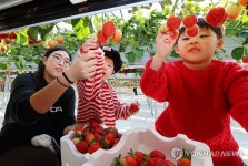 딸기 수확해요
