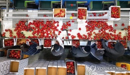 창녕 파프리카 농장 분주