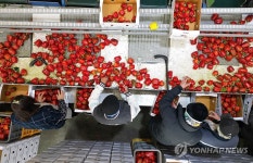 창녕 파프리카 농장 분주