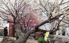 제주엔 봄이 왔나봄