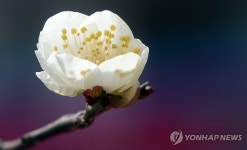 [픽! 창원] 아파트 단지에 핀 매화…시나브로 도착한 봄