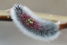속살 드러내는 버들강아지