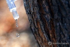 인제군 고향사랑답례품에 봄 내음 솔솔…고로쇠·산나물 풍성