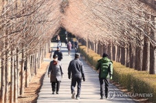 운치 있는 메타세콰이아길 산책